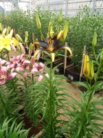 [4067 Lion Heart Mak No101.JPG]